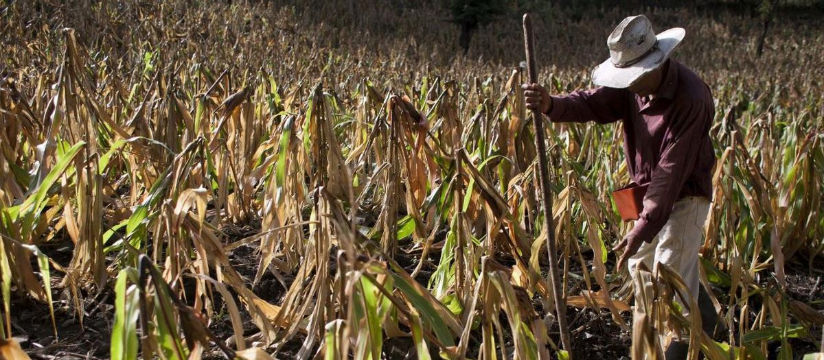 Jornalero trabajando en una explotación agrícola