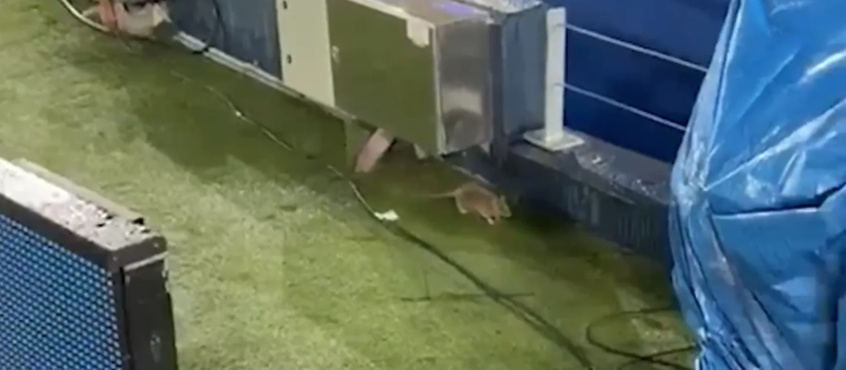 Ratas en el Camp Nou
