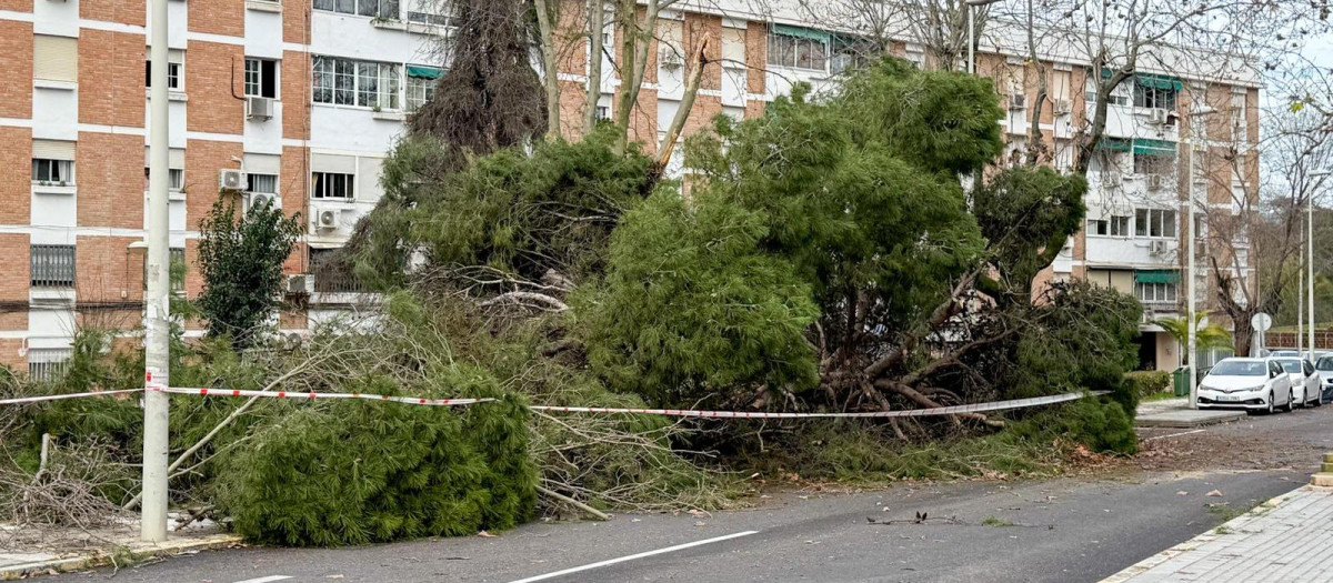 KRISTIN BORRASCA CORDOBA ARBOLES ARRANCADOS LLUVIA