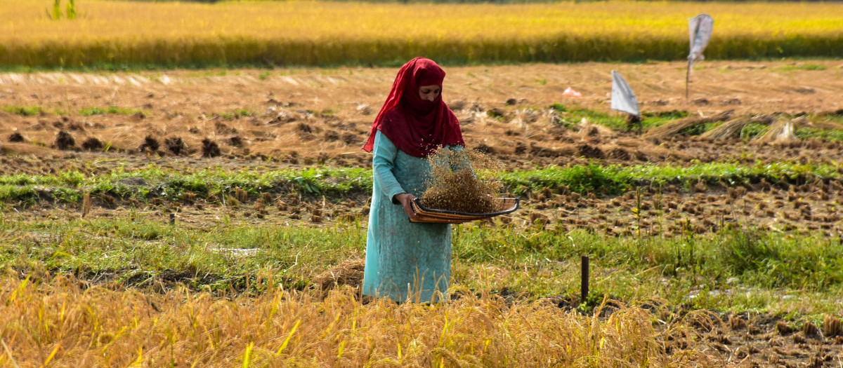 Una mujer recoge arroz en India