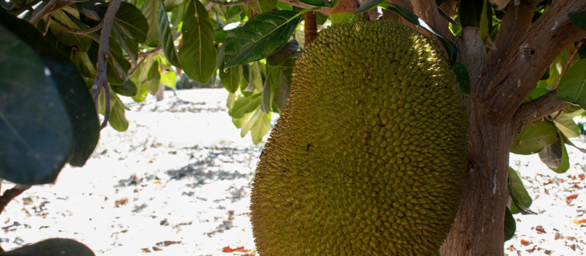 Esta fruta puede llegar a pesar hasta 40 kilos