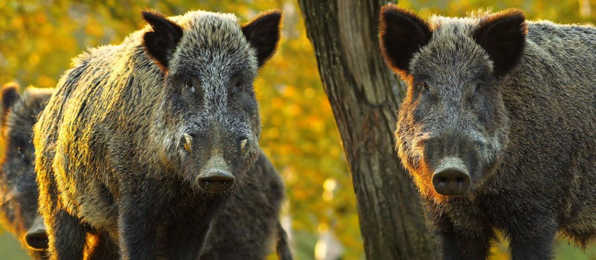 curious wild boars looking at the camera ( Sus scrofa )