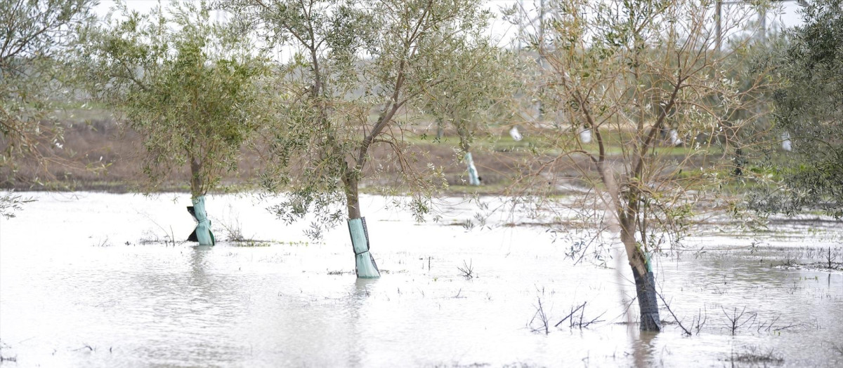 Imágenes de los restos del desbordamiento del Arroyo Saladillo a su paso por la A-394 en Arahal, Sevilla