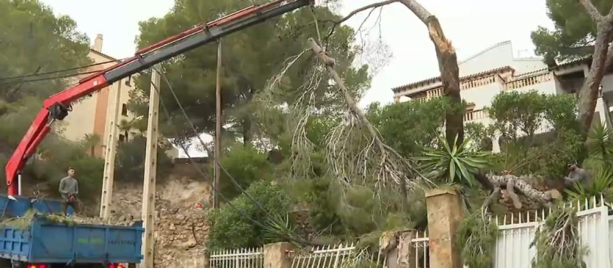 Los jardineros retiran el pino caído sobre una casa de Peguera