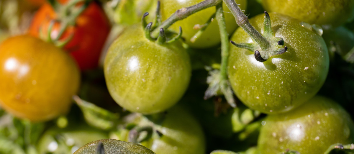 Detalle de una planta de tomates cherry