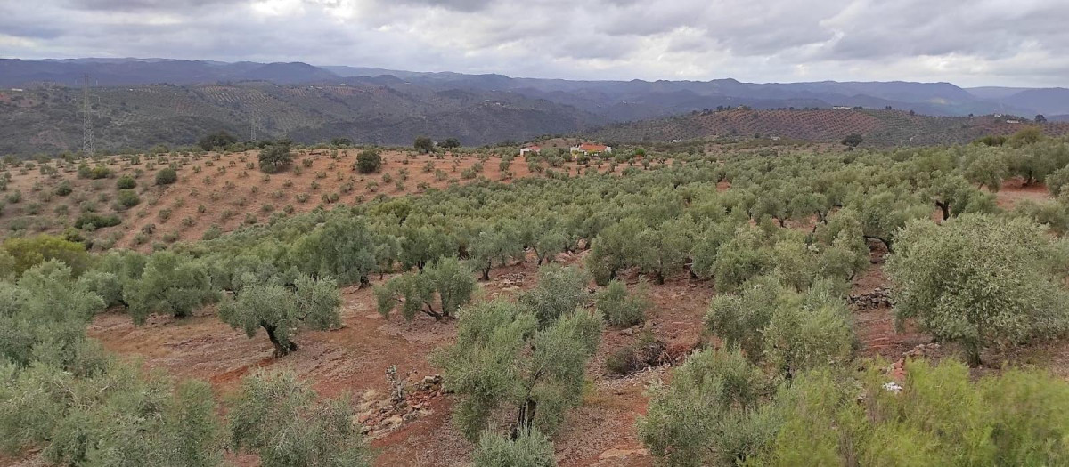 Olivar en Córdoba.