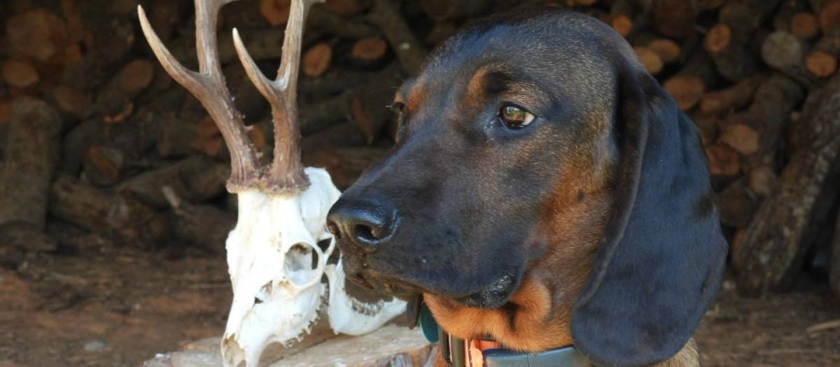Jambo junto a un trofeo de caza