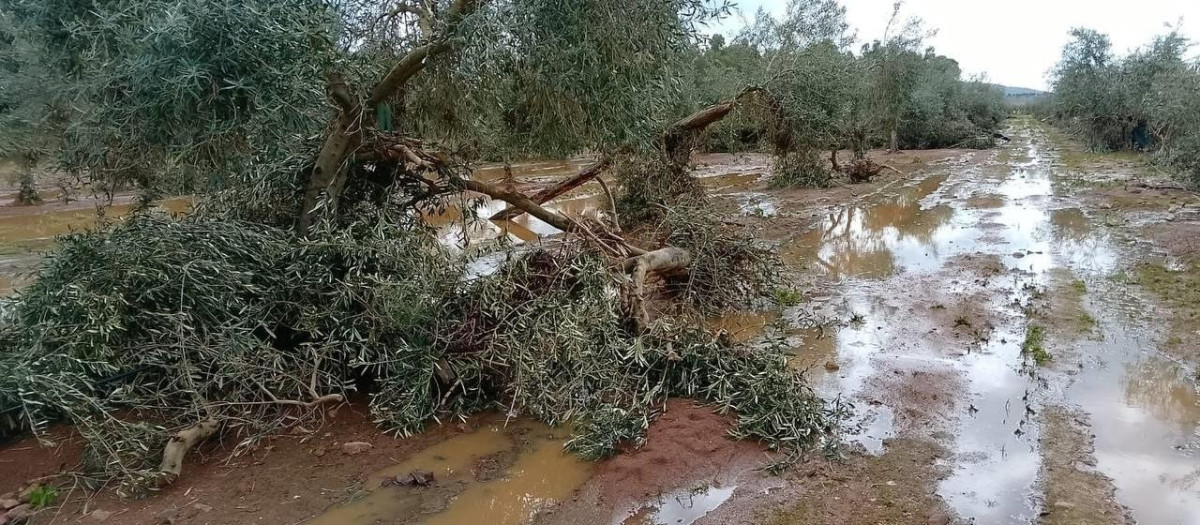 Imagen de archivo de un olivar afectado por el exceso de lluvias y el mal tiempo