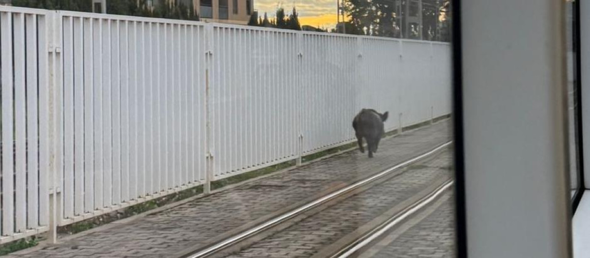 La presencia de un jabalí en las vías del metro provoca retrasos en las líneas 1 y 2 de Metrovalencia

REMITIDA / HANDOUT por GVA
Fotografía remitida a medios de comunicación exclusivamente para ilustrar la noticia a la que hace referencia la imagen, y citando la procedencia de la imagen en la firma
05/2/2026