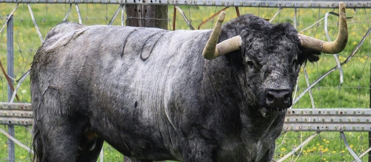 Imagen del toro Nubarrón de la ganadería Partido de Resina