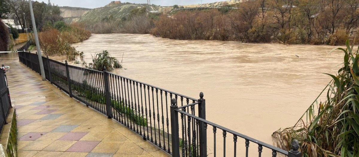 Estado del río Genil a su paso por Puente Genil