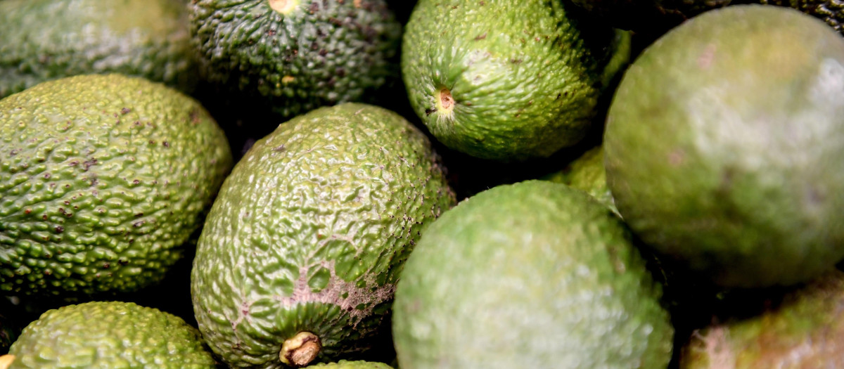 Imagen de recurso de aguacates