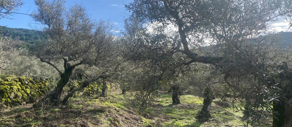 Olivar en la Sierra de Gata, Cáceres (Extremadura)