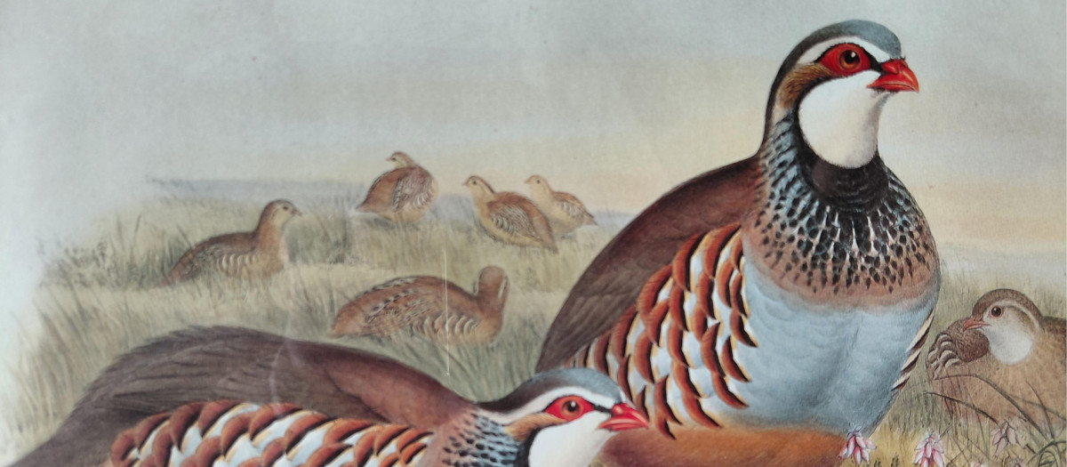 Perdices rojas. John Gould (1804-1881).