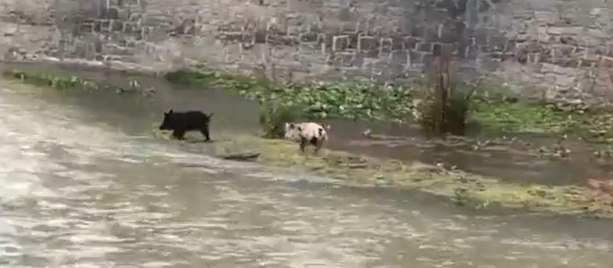 Los jabalíes cruzan el río Manzanares, en Madrid