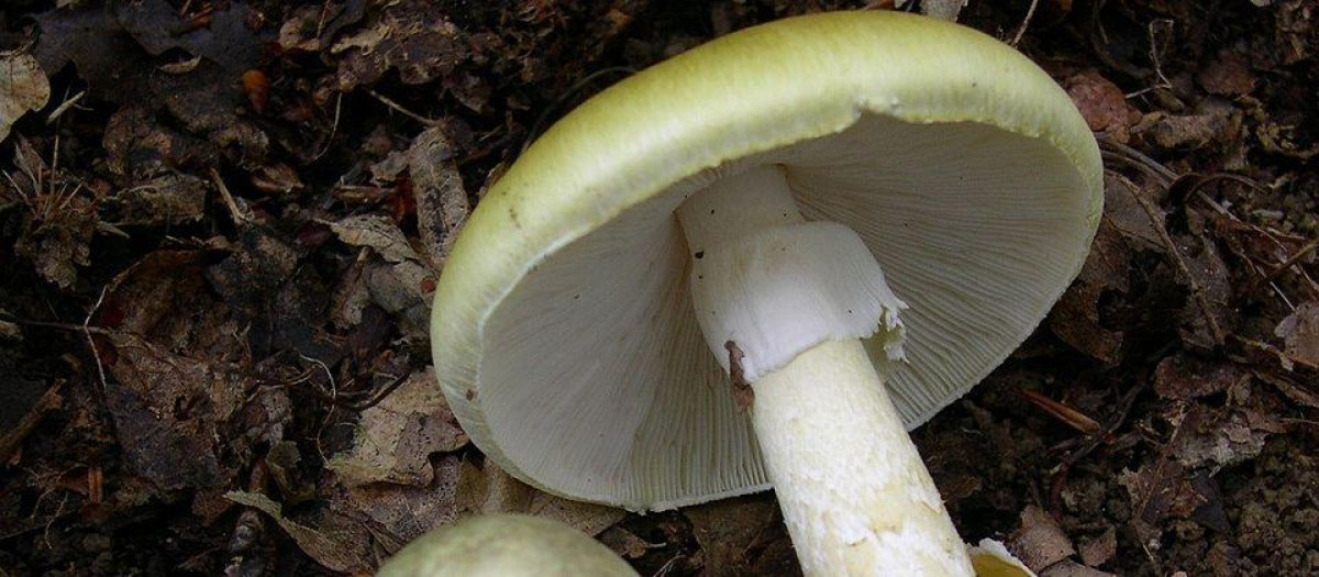 Amanita phalloides