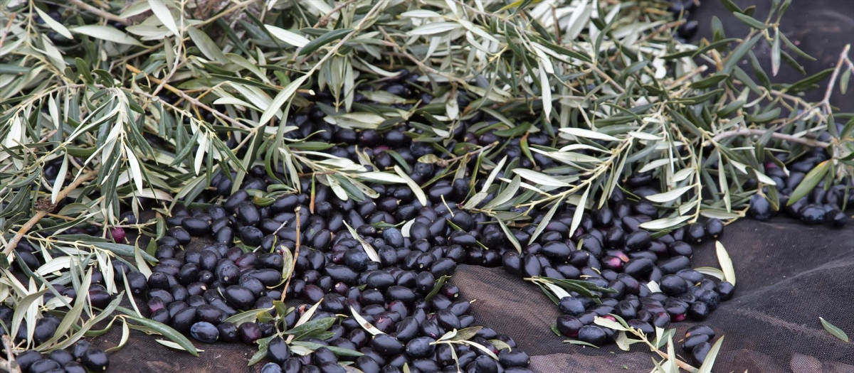 (Foto de ARCHIVO)
Las últimas lluvias retrasan la recolección de la aceituna aun cuando mejoran las expectativas de los demás cultivos en Castilla-La Mancha

REMITIDA / HANDOUT por PEPE CASTRO
Fotografía remitida a medios de comunicación exclusivamente para ilustrar la noticia a la que hace referencia la imagen, y citando la procedencia de la imagen en la firma
18/2/2014
