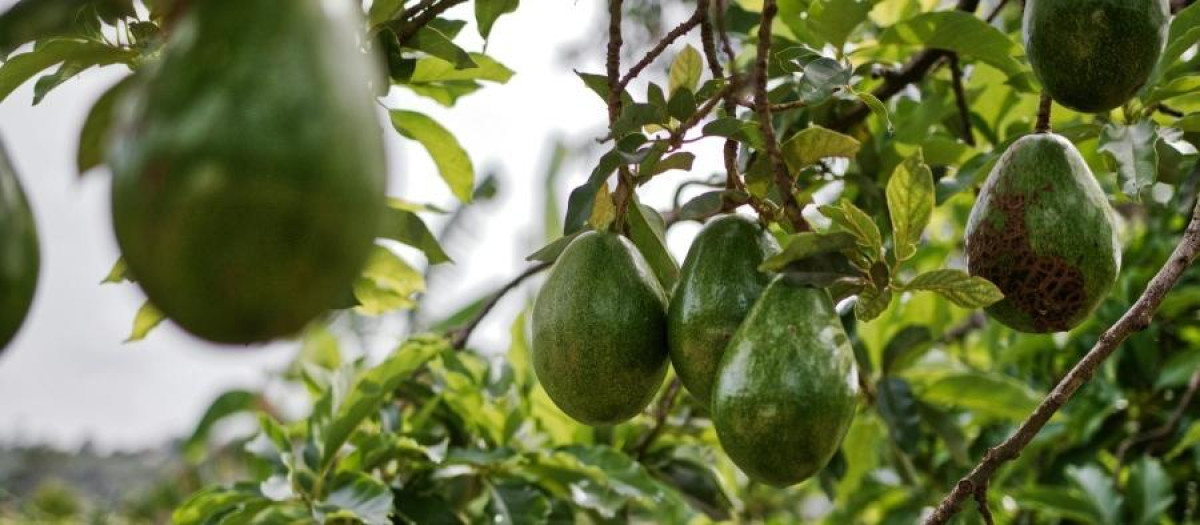 Imagen de archivo de un árbol de aguacate