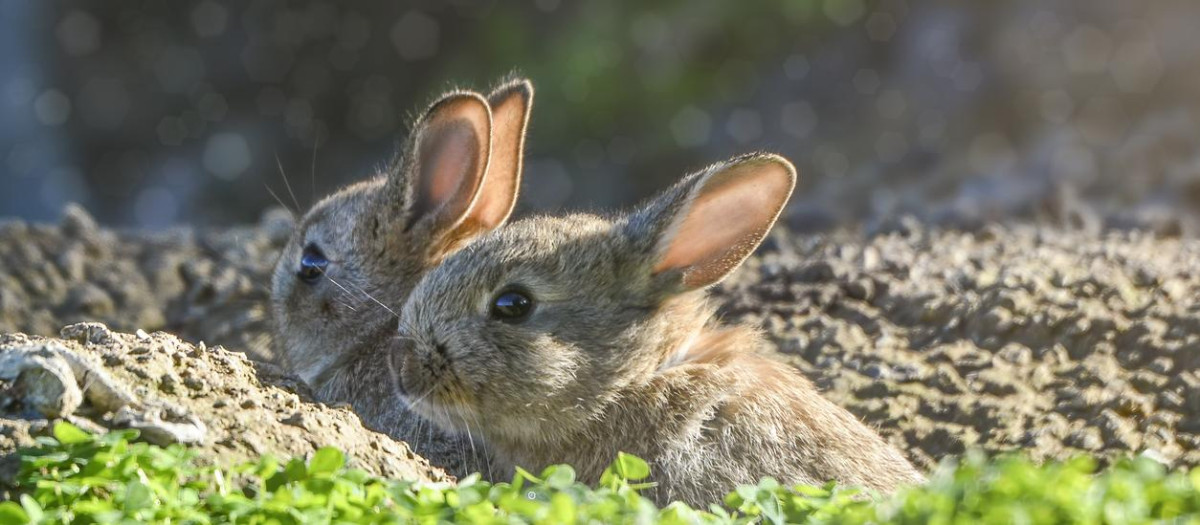 Mother and baby cotton tail bunnies in the wild