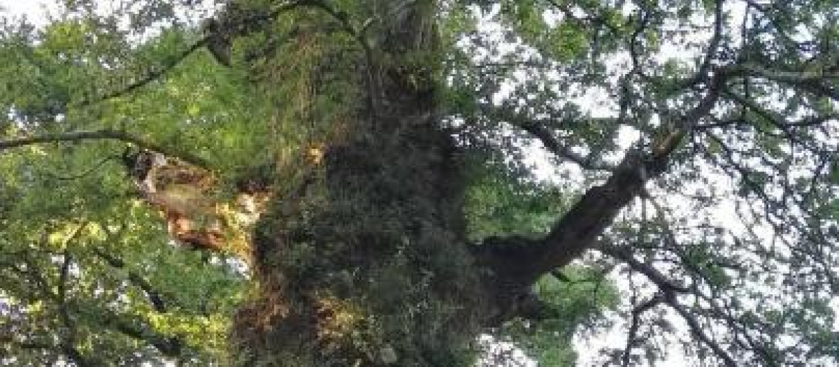El árbol más antiguo de Galicia