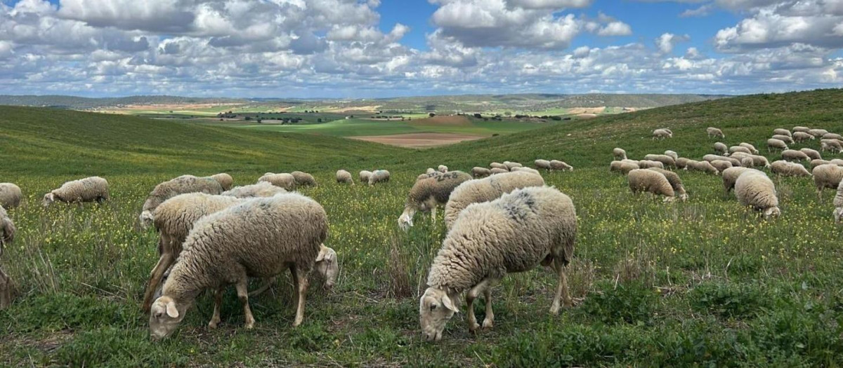 Ovejas.

REMITIDA / HANDOUT por JCCM
Fotografía remitida a medios de comunicación exclusivamente para ilustrar la noticia a la que hace referencia la imagen, y citando la procedencia de la imagen en la firma
10/2/2026