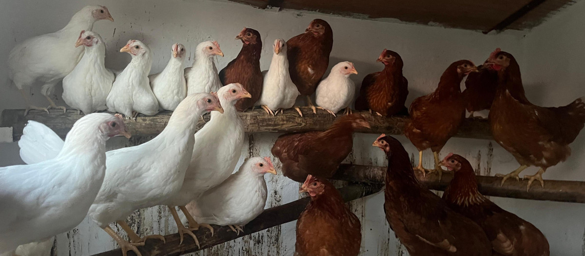 Gallinas en el gallinero