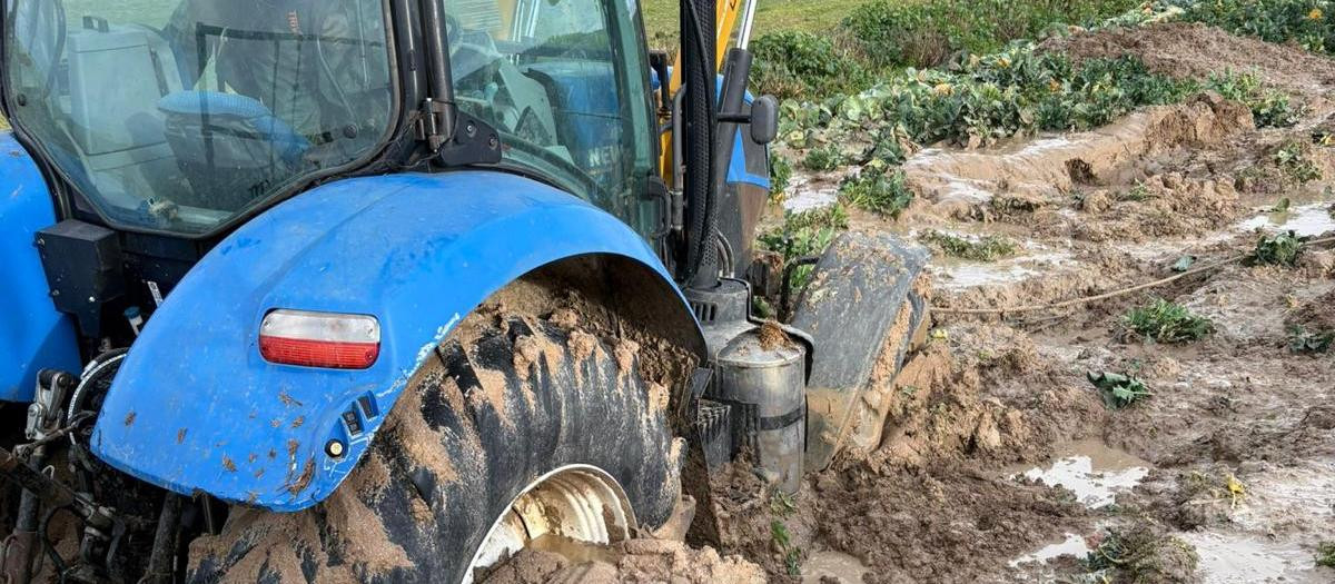 Plantación de coliflores en Lominchar, Toledo