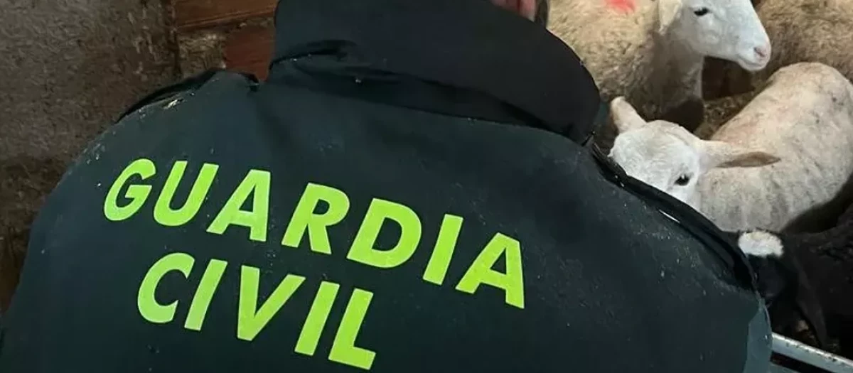 En total había robado casi 200 animales