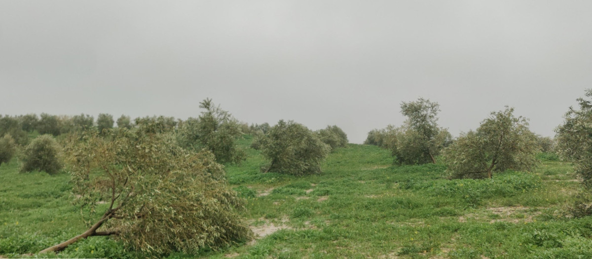 Campo anegado en la provincia de Córdoba