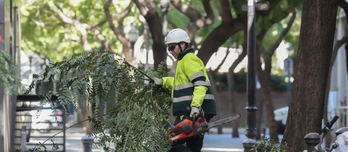 Un trabajador recoge ramas caídas por el viento, este jueves