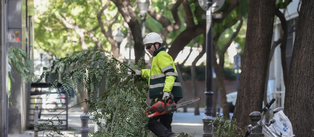 Un trabajador recoge ramas caídas por el viento, este jueves