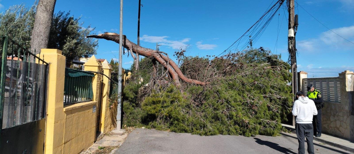 Imagen tomada de un árbol caído por el viento en la localidad valenciana de Torrent