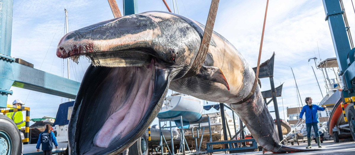 Imagen del rorcual de 9 metros y 6,5 toneladas que se ha localizado en el Real Club Náutico de Valencia

REMITIDA / HANDOUT por OCEANOGRÀFIC
Fotografía remitida a medios de comunicación exclusivamente para ilustrar la noticia a la que hace referencia la imagen, y citando la procedencia de la imagen en la firma
16/2/2026