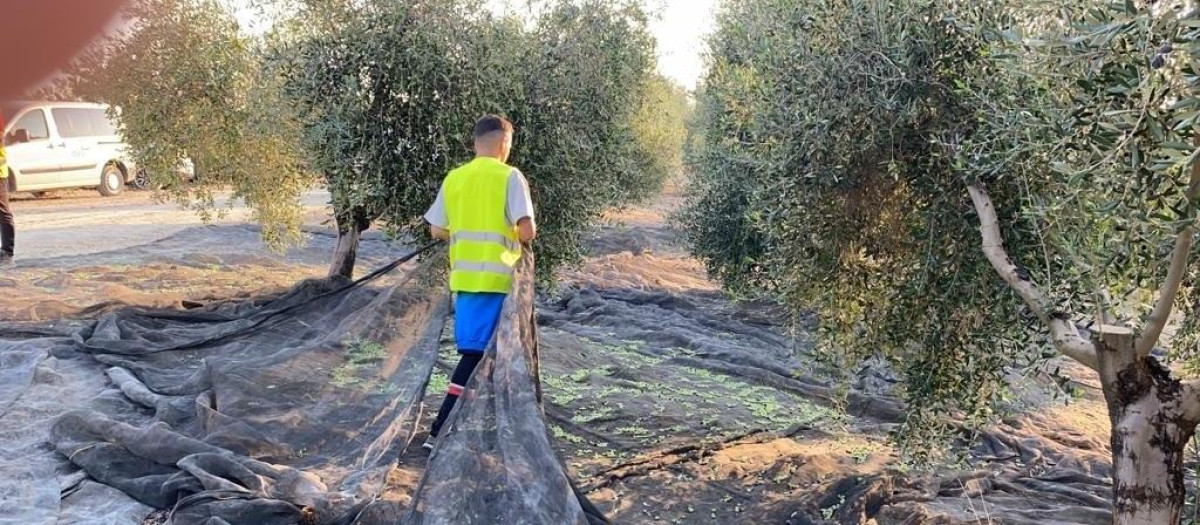Joven agricultor durante la recogida de aceituna