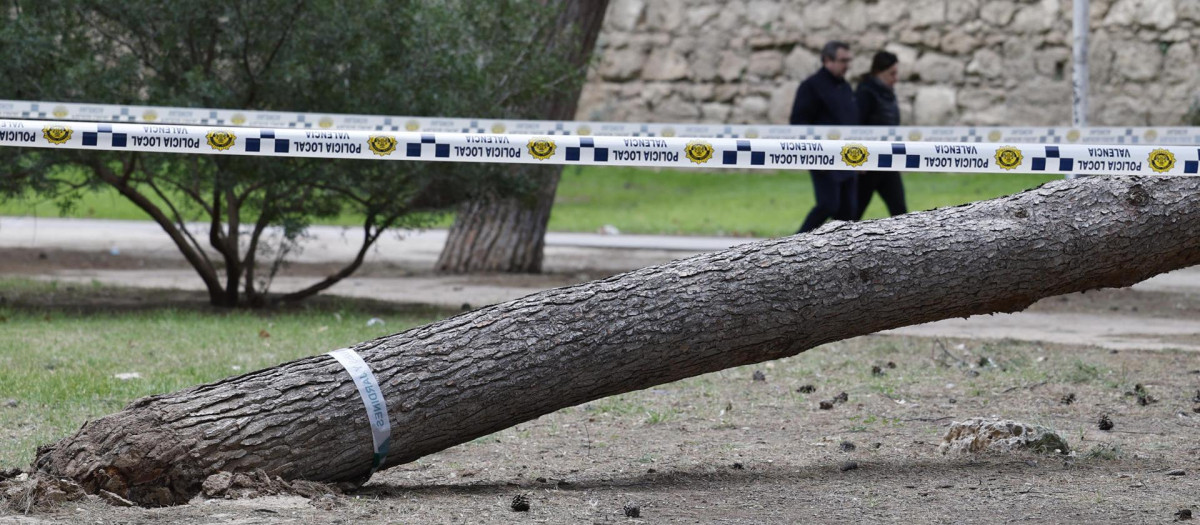 Imagen tomada el pasado domingo de un árbol caído en el antiguo cauce del Turia, en Valencia