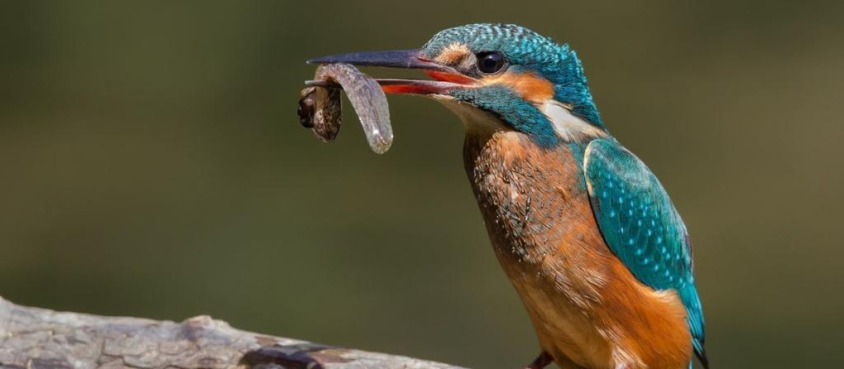 Imagen de un martín pescador

REMITIDA / HANDOUT por SEO BIRDLIFE
Fotografía remitida a medios de comunicación exclusivamente para ilustrar la noticia a la que hace referencia la imagen, y citando la procedencia de la imagen en la firma
18/2/2026