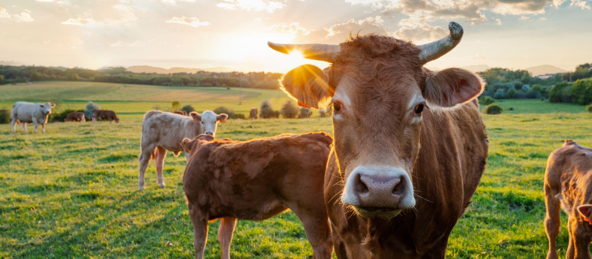 Ganado vacuno en España