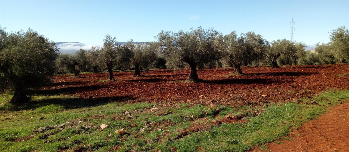 Agricultura ecológica