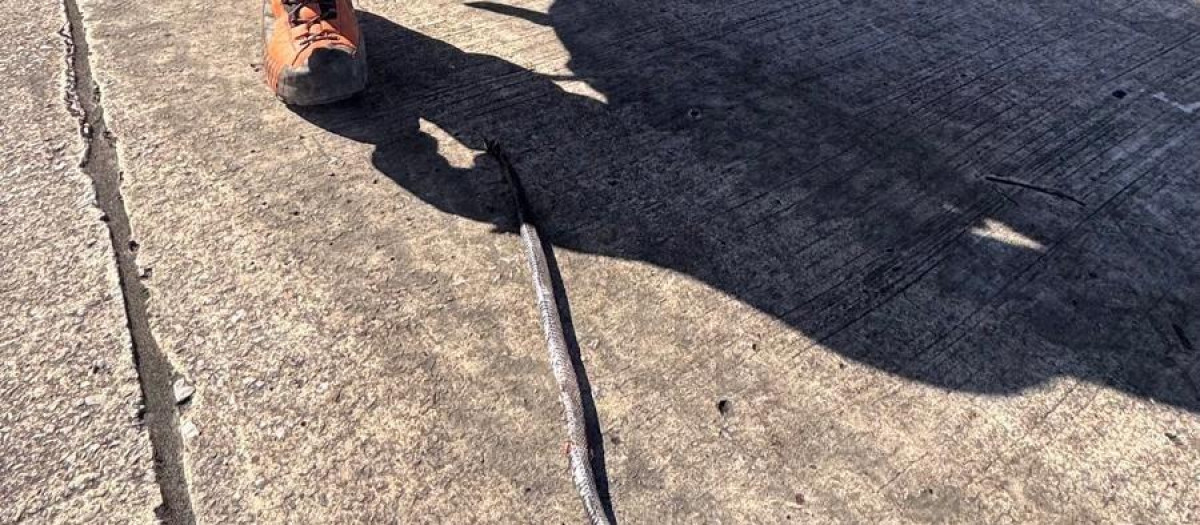 Equipo de emergencia cogiendo al reptil