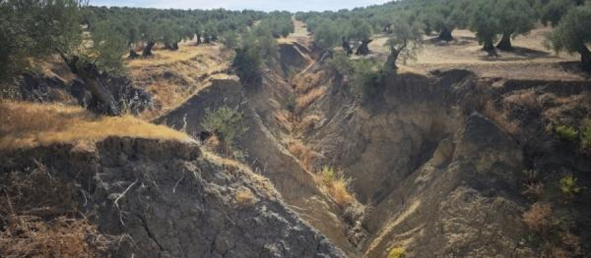 Imagen de una cárcava, hendidura o zanja profunda que se forma en el suelo debido a la erosión del agua.