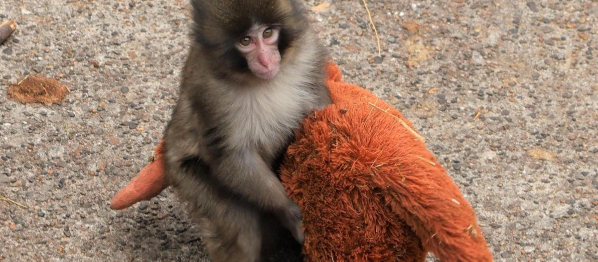 El pequeño macaco japonés abandonado al nacer en el zoológico de la ciudad de Ichikawa