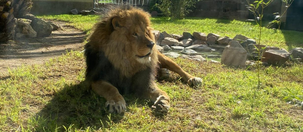 El león Zazu, en el Zoo de Córdoba