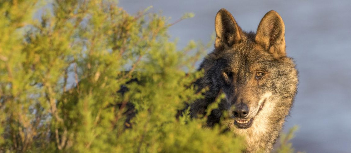 Lobo ibérico en España
