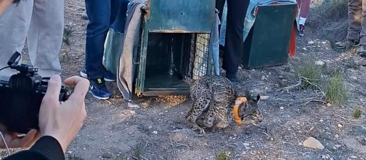 Suelta del lince Winder en la provincia de Albacete.

REMITIDA / HANDOUT por JCCM
Fotografía remitida a medios de comunicación exclusivamente para ilustrar la noticia a la que hace referencia la imagen, y citando la procedencia de la imagen en la firma
26/2/2026