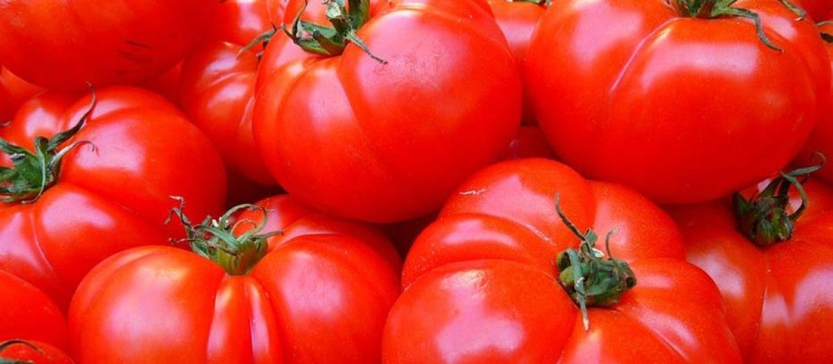 Tomates