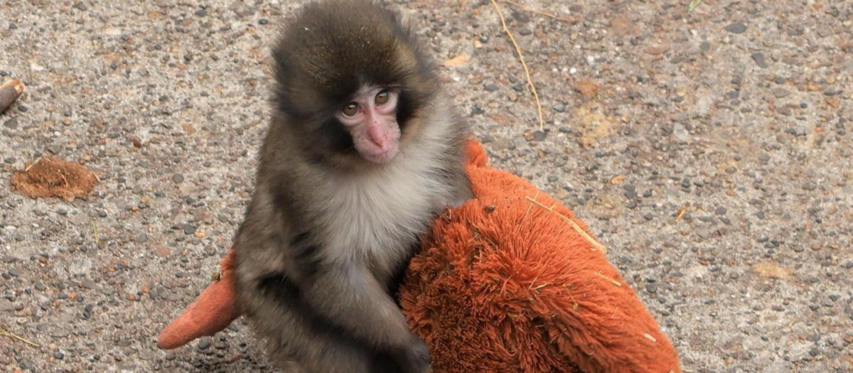 ICHIWAKA, 19/02/2026.- Un pequeño macaco japonés abandonado al nacer en el zoológico de la ciudad de Ichikawa, y que desde entonces no se separa de un peluche que se ha convertido en una madre improvisada, ha conquistado la atención del público en Japón y de las redes sociales. Punch, de solo siete meses, se ha convertido en el protagonista del recinto después de que su imagen diera la vuelta al mundo, dijo a EFE un portavoz del centro, Takashi Yasunaga, y cada día miles de personas se acercan al zoo a seguir su día a día. EFE/ Zoológico De La Ciudad Japonesa De Ichikawa SOLO USO EDITORIAL/SOLO DISPONIBLE PARA ILUSTRAR LA NOTICIA QUE ACOMPAÑA (CRÉDITO OBLIGATORIO)