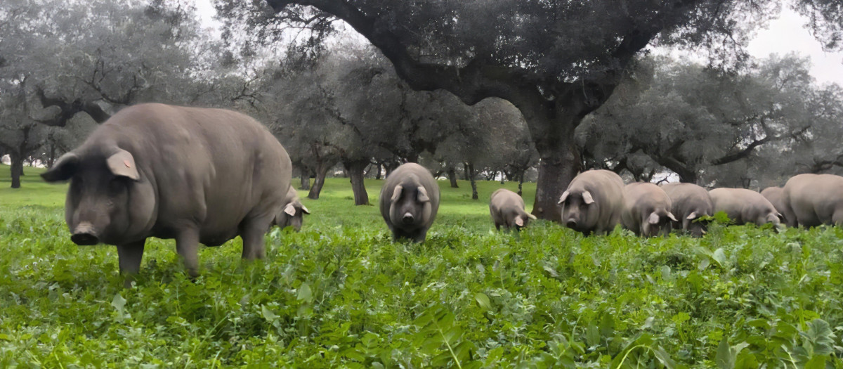 Cerdos ibéricos en la dehesa