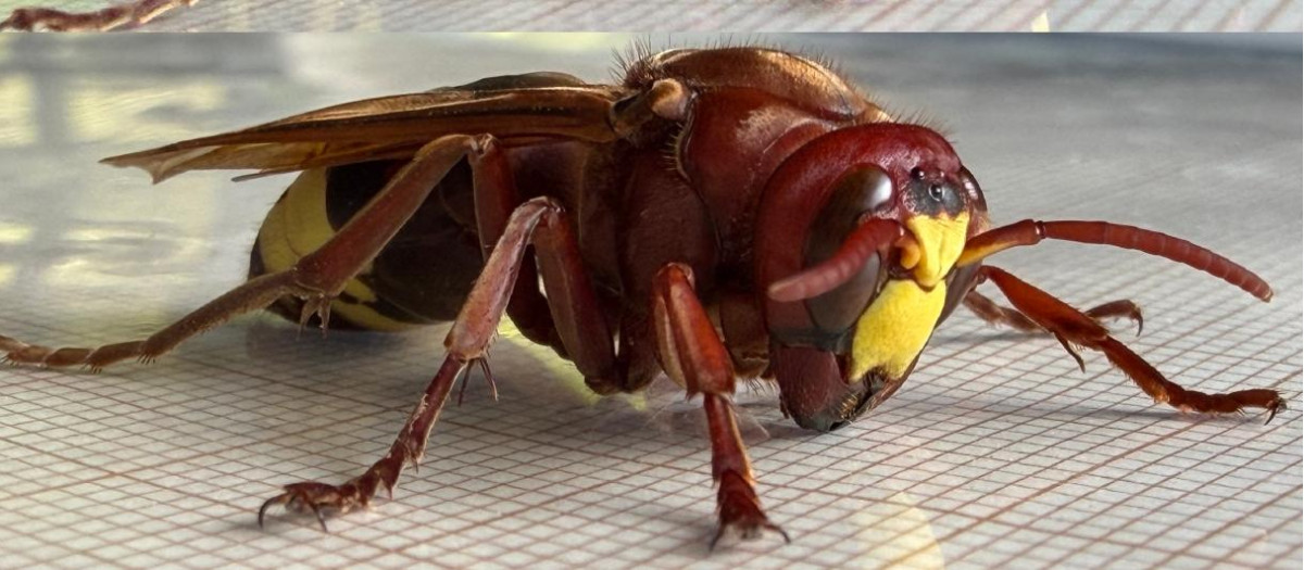 Reina de avispón oriental