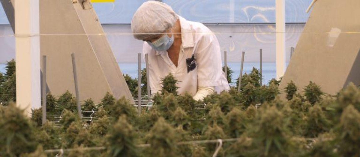 Plantación de cannabis de Ondara