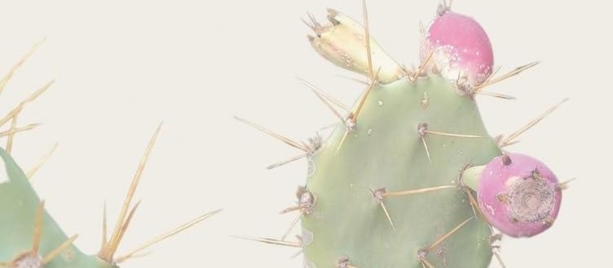 Cubierta de 'Cosas inútiles que te contaría'